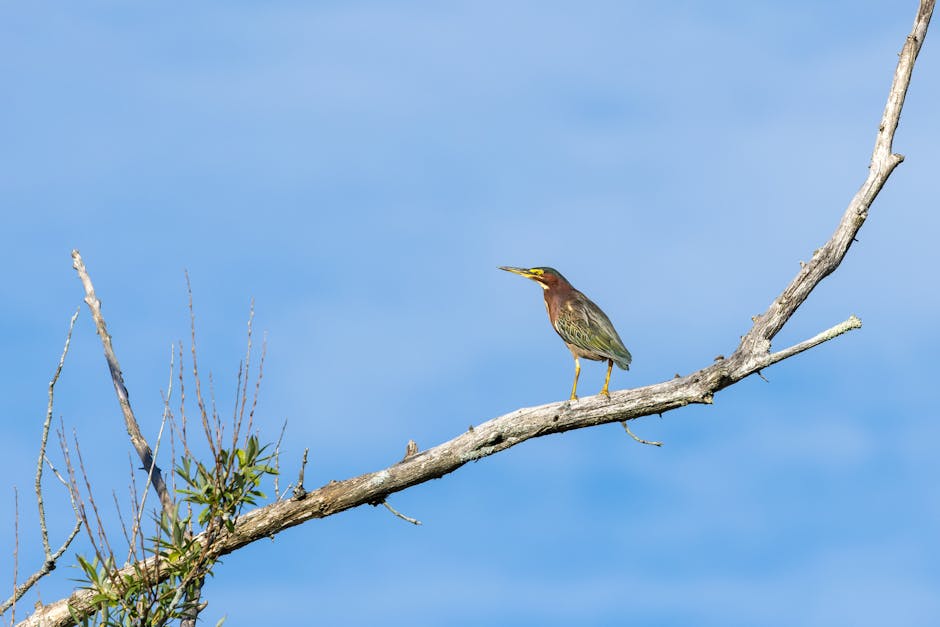 A small bird with brown and yellow plumage and a slender yellow beak perches on a bare, horizontal tree branch set against a bright blue sky. The branch extends diagonally across the image, with some 